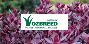 buy ozbreed online perth