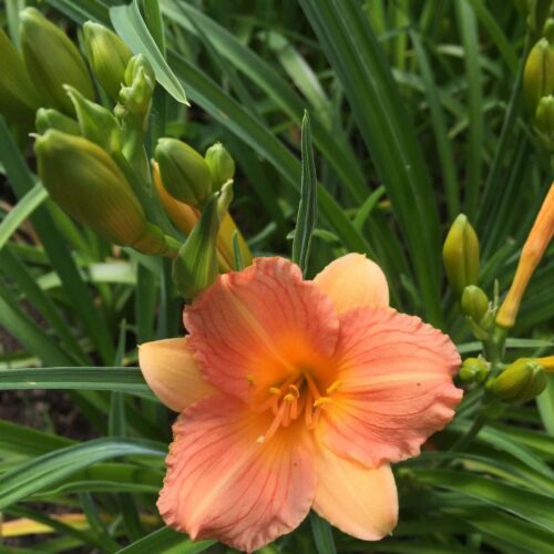 buy day lily perth online