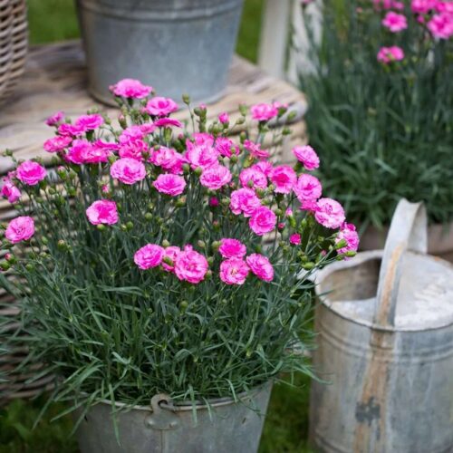 Buy dianthus candy floss perth