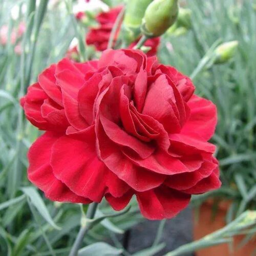 buy dianthus passion perth