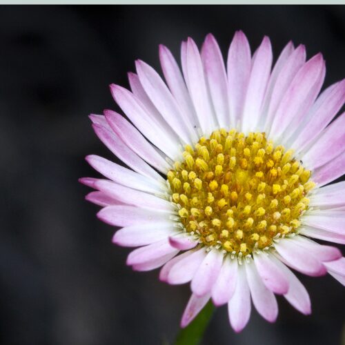 Erigeron Spindrift