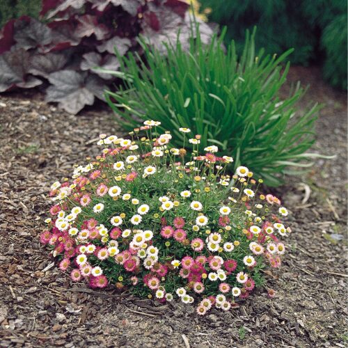 Erigeron Spindrift perth buy online