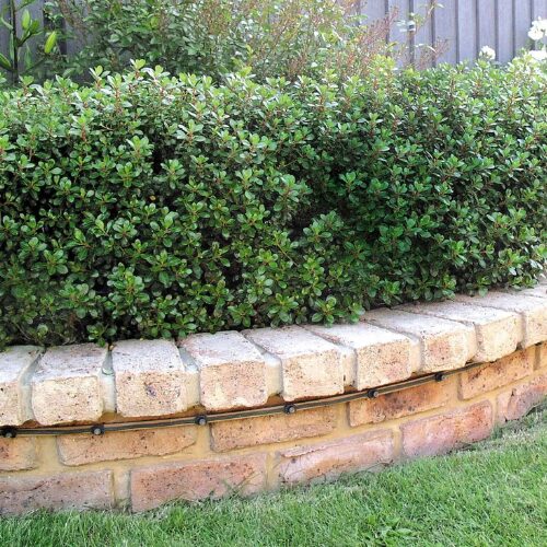 Escallonia - Hedge with an Edge