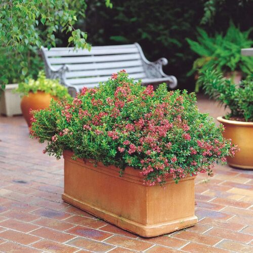 Escallonia - Hedge with an Edge