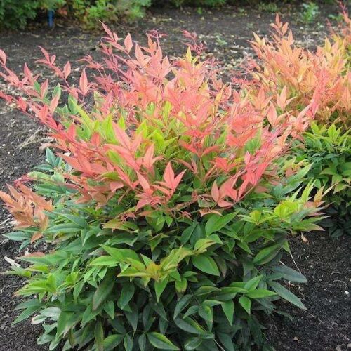 Nandina Domestica - Magical Daybreak - Monfar