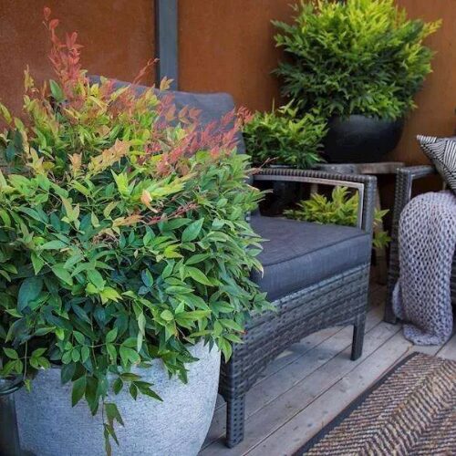 Nandina Domestica - Magical Daybreak - Monfar