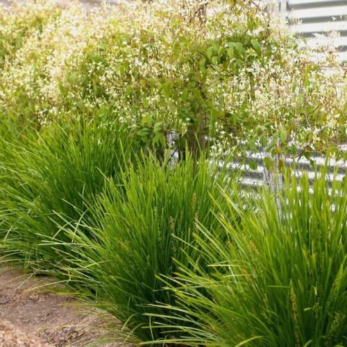 buy lime tuff perth