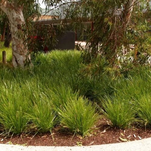 buy lime tuff perth