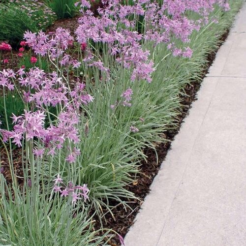 Tulbaghia violacea ‘Silver Lace’ Variegated Society Garlic