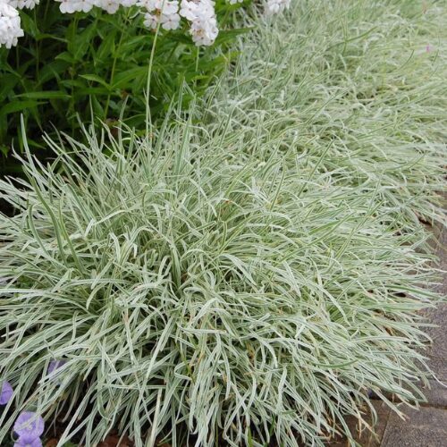 Tulbaghia violacea ‘Silver Lace’ Variegated Society Garlic