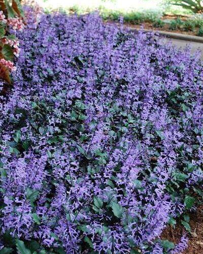 Mona Lavender Plectranthus - Plepalila