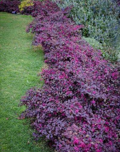 Loropetalum - Plum Gorgeous