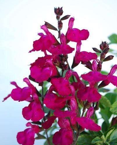 Salvia - Heatwave Brilliance