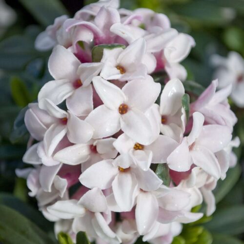 Daphne - Eternal Fragrance