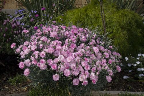 Dianthus - Candy Floss
