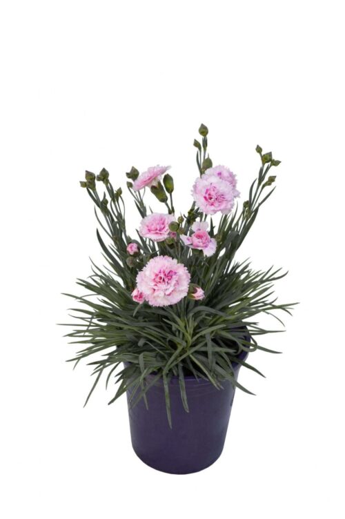 Dianthus - Candy Floss