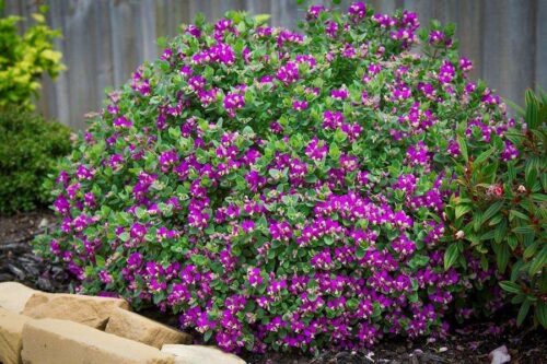 Polygala - Little Bibi (Myrtifolia x Oppositifolia)