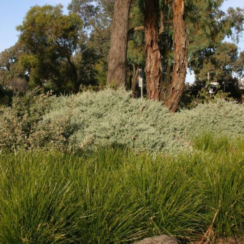 Lomandra - Lime Tuff