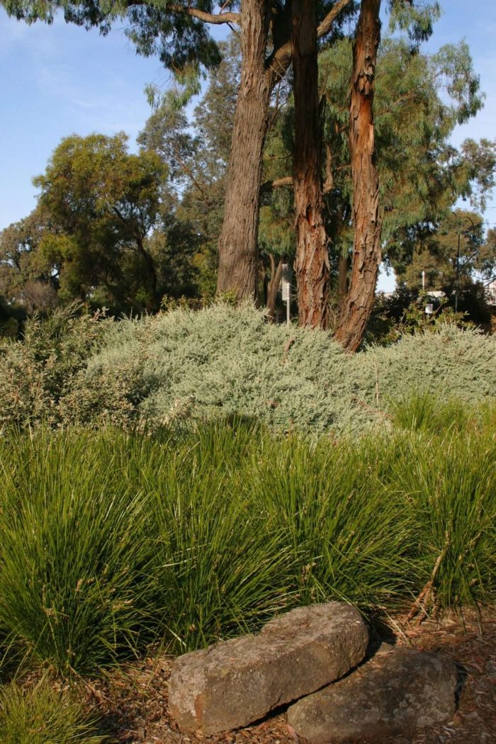 Lomandra - Lime Tuff