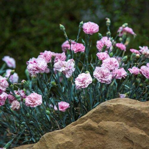 Dianthus - Pinball Wizard