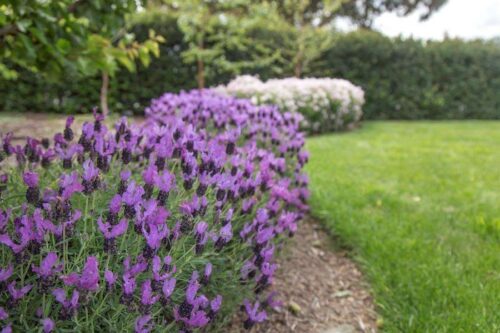 Lavandula Fairy Wings - Spellbound