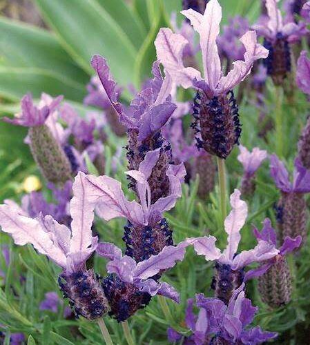 Lavandula - Winter Lace