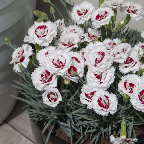 Dianthus - Coconut Sundae