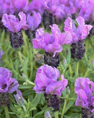 Lavandula - Purpleberry Ruffles