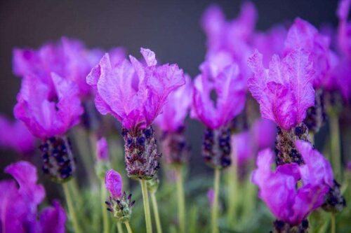 Lavandula Fairy Wings - Spellbound