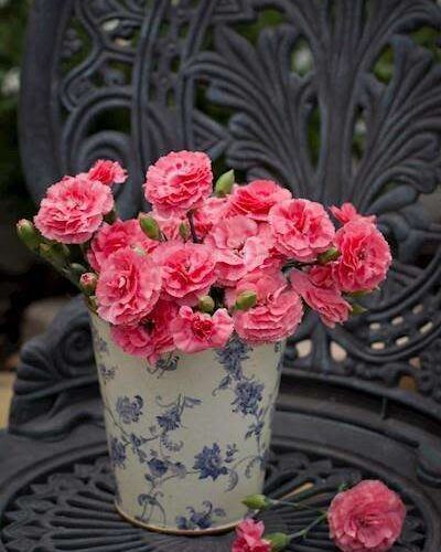 Dianthus - Romance