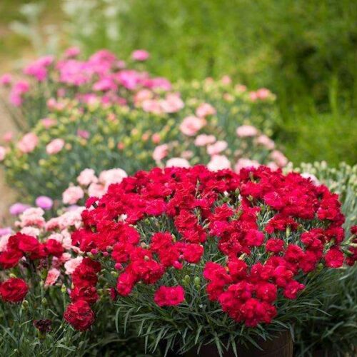 Dianthus - Rebekah