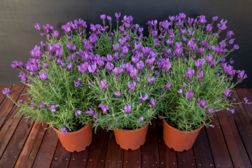 Lavandula Fairy Wings - Spellbound