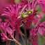 Buy bush pearl kangaroo paw perth online