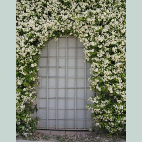 Trachelospermum jasminoides ‘Star Jasmine’