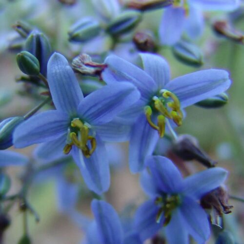 buy cassa blue perth
