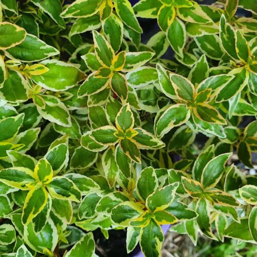 Abelia x grandiflora ‘Lime Splice’