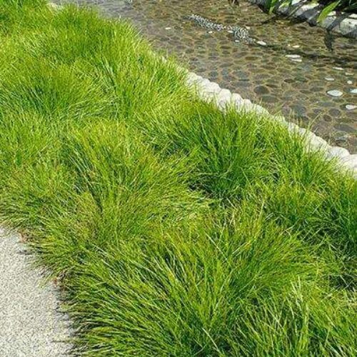 buy Lomandra confertifolia ‘Little Con’ perth online
