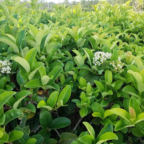 Viburnum odoratissimum ‘Sweet Viburnum’ buy perth online