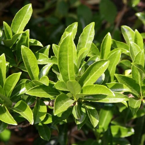 Buy Viburnum odoratissimum ‘Sweet Viburnum’ Perth online
