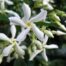 Trachelospermum jasminoides ‘Star Jasmine’ buy perth