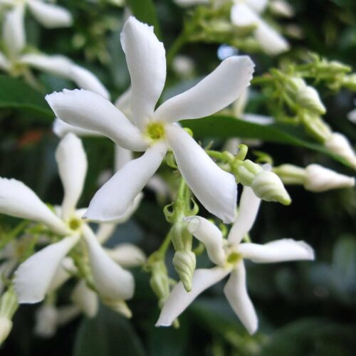 Trachelospermum jasminoides ‘Star Jasmine’ buy perth