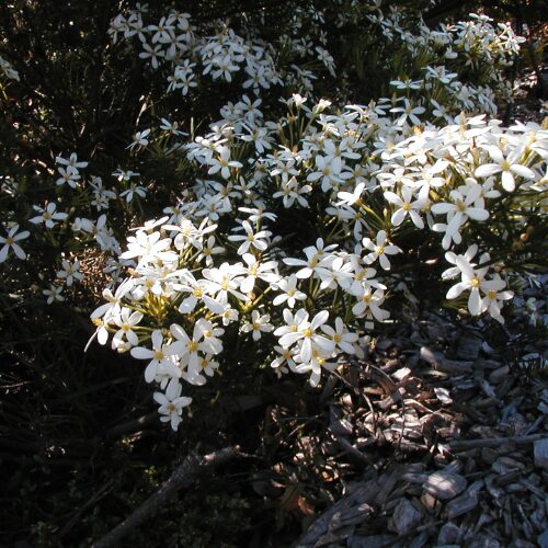 Buy wedding bush perth