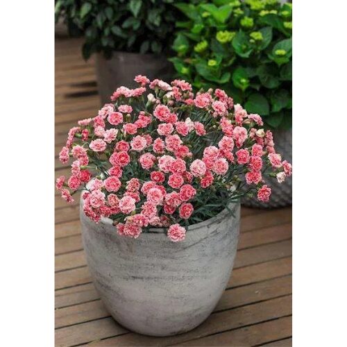 Sugar plum coral perth dianthus buy online