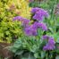 Limonium perezii ‘Blue’ Statice buy online perth
