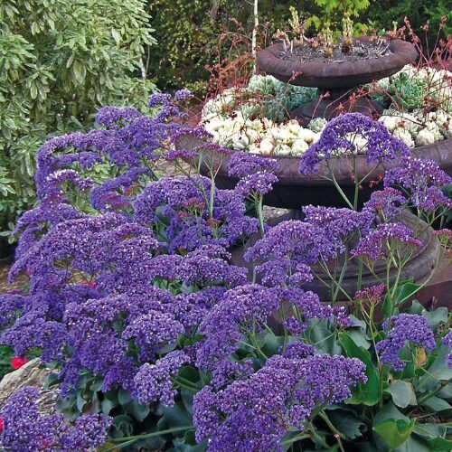 Limonium perezii ‘Blue’ Statice perth