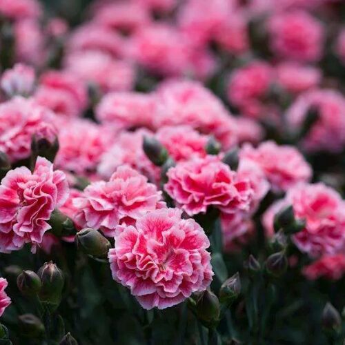 Sugar plum coral perth dianthus buy online