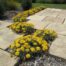 buy double gold gazania perth