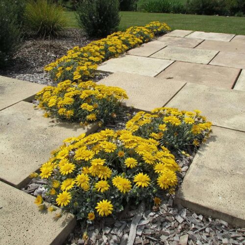 buy double gold gazania perth