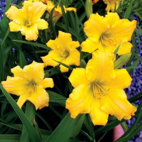 buy stella bella day lilly perth