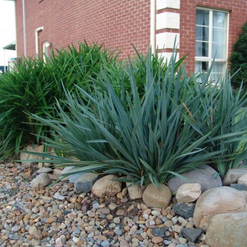 Buy dianella cassa blue perth